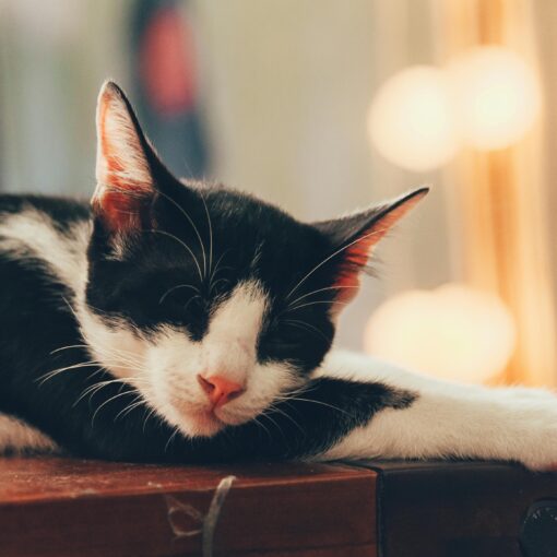 Katze liegt auf dunkelbraunem Tisch auf ihren Hinterpfoten